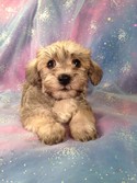 Male schnoodle Named ToDD